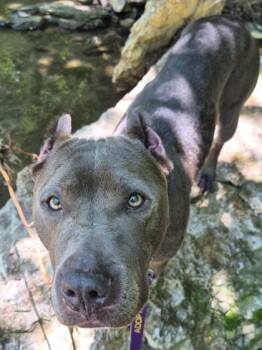 Pit Bull Terrier and Mixed Breed Dogs Available for Adoption in Kansas City, Missouri - Me-Oh-My | PetCurious