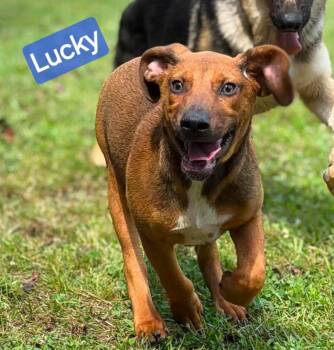 Lucky -  Beagle and Dachshund Dog for Adoption in Wheelersburg, Ohio - Lucky | PetCurious