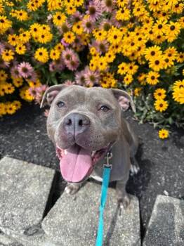 Orbiter -  Mixed Breed Dog for Adoption in Cincinnati, Ohio - Orbiter | PetCurious