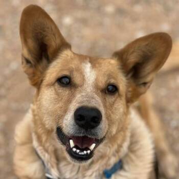 Percy -  Cattle Dog and Corgi Dog for Adoption in Kanab, Utah - Percy | PetCurious