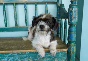 Herman -  Shih Tzu and Terrier Dog Available for Adoption in San Antonio, Texas - Herman | PetCurious