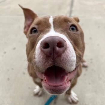 Mixed Breed Dogs Available for Adoption - Nova | PetCurious