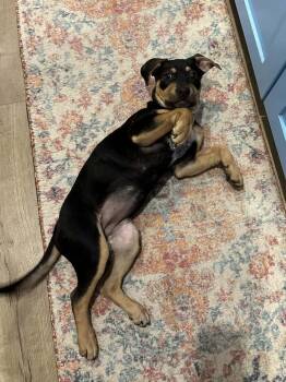 Australian Cattle Dog Blue Heeler and Pit Bull Terrier Dogs Available for Adoption - Roxie | PetCurious