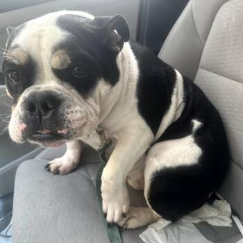 American Bulldog and French Bulldog Dogs Available for Adoption in Oceanside, New York - Apollo | PetCurious