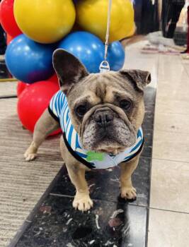 Kirby -  French Bulldog Dog for Adoption in Los Angeles, California - Kirby | PetCurious