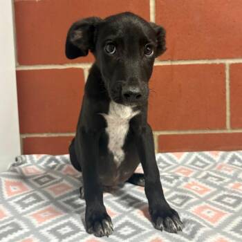 (Found) James -  Labrador Retriever and Terrier Dog for Adoption in Cabot, Arkansas - (Found) James | PetCurious