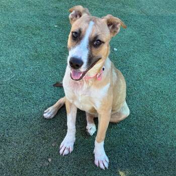 Ella -  Mixed Breed Dog for Adoption in Memphis, Tennessee - Ella | PetCurious