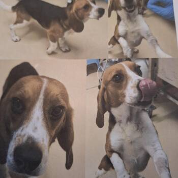 Gordie -  Beagle Dog for Adoption in Hainesville, Illinois - Gordie | PetCurious