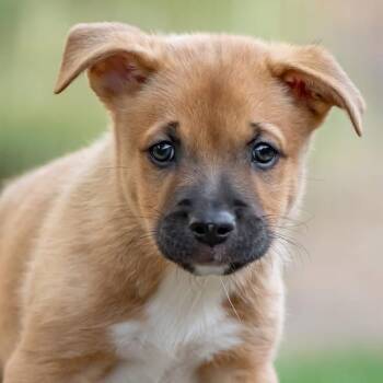 Galaxy Pup - Galactic -  Shepherd and Golden Retriever Dog for Adoption in San Diego, California - Galaxy Pup - Galactic | PetCurious