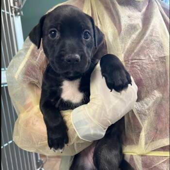 Kairi -  Mixed Breed Dog for Adoption in Saint Charles, Missouri - Kairi | PetCurious