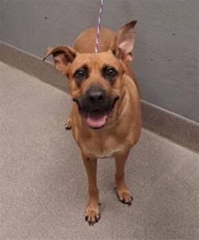 LADY -  German Shepherd Dog Dog for Adoption in Las Vegas, Nevada - LADY | PetCurious