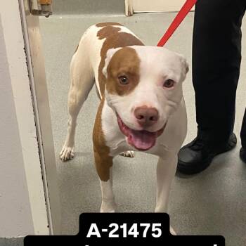 Pit Bull Terrier Dogs Available for Adoption in Westminster, California - WAGS-Stray-21475 | PetCurious