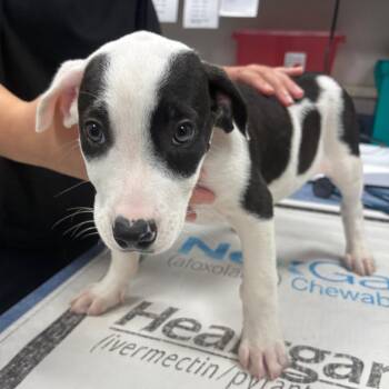 Nico -  Mixed Breed Dog Available for Adoption in Gainesville, Florida - Nico | PetCurious