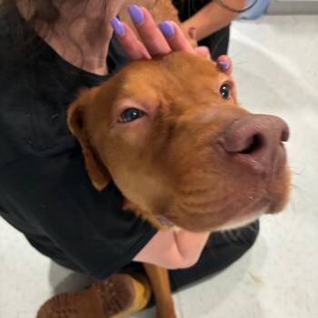 Wetti Spaghetti -  Pit Bull Terrier Dog for Adoption in Northbrook, Illinois - Wetti Spaghetti | PetCurious