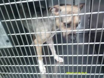 A467264 -  Pit Bull Terrier and Mixed Breed Dog for Adoption in Oklahoma City, Oklahoma - A467264 | PetCurious
