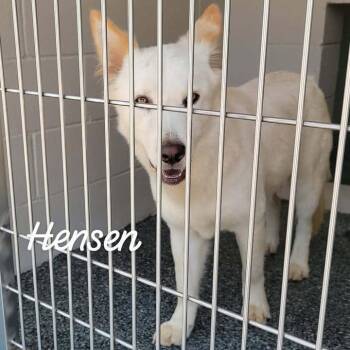Hensen -  Husky and Mixed Breed Dog for Adoption in Buchanan Dam, Texas - Hensen | PetCurious