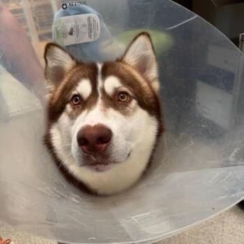 Husky Dogs Available for Adoption in Englewood, Florida - Steele | PetCurious