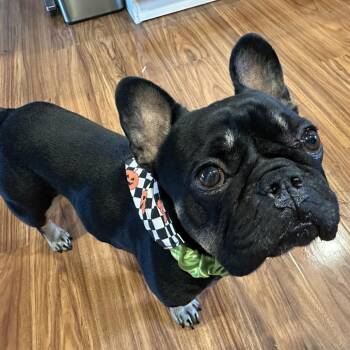 Rescue French Bulldog Dogs for Adoption in Bellingham, Washington - Memphis | PetCurious