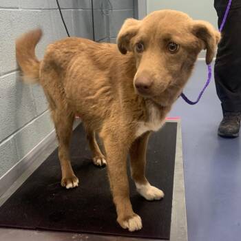 Mixed Breed Dogs Available for Adoption in Greensboro, North Carolina - Tonka | PetCurious