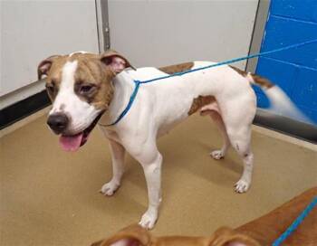 Rescue Pit Bull Terrier and Mixed Breed Dogs for Adoption in St. Peters, Missouri - PJ | PetCurious