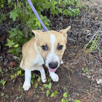 ELSA -  Anatolian Shepherd Dog for Adoption in Newborn, Georgia - ELSA | PetCurious