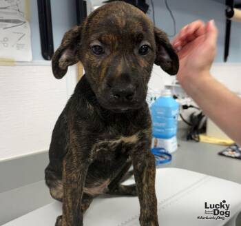 Ed -  Labrador Retriever and Shepherd Dog for Adoption in Washington, District Of Columbia - Ed | PetCurious