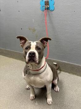 Rescue Pit Bull Terrier Dogs for Adoption in Las Vegas, Nevada - NOLLAH | PetCurious