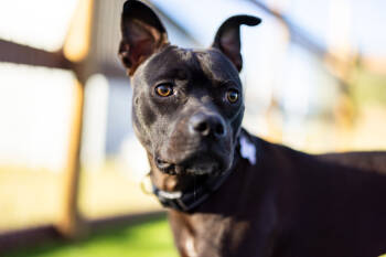 Rescue Staffordshire Bull Terrier and Mixed Breed Dogs for Adoption in Winter Garden, Florida - 1. Shayla | PetCurious