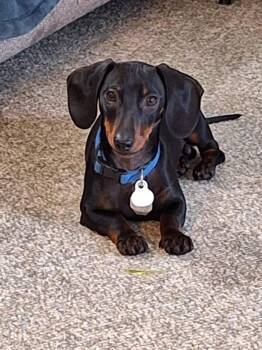 Bruce -  Dachshund Dog for Adoption in Portland, Oregon - Bruce | PetCurious