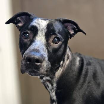 Mixed Breed and Australian Cattle Dog Blue Heeler Dogs Available for Adoption in Barron, Wisconsin - Suki | PetCurious