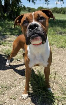 Pit Bull Terrier Dogs Available for Adoption in Eagle, Idaho - Bam --- Courtesy Post. Out Of Town Pet. See Below For Details -- | PetCurious