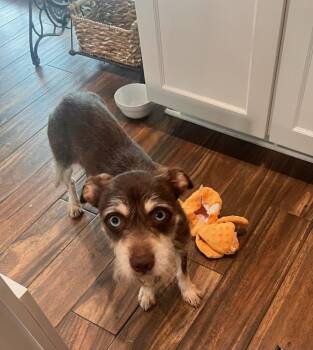 Bernadette -  Terrier Dog for Adoption in Colleyville, Texas - Bernadette | PetCurious
