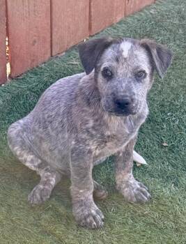 Tatis -  Australian Cattle Dog Blue Heeler Dog for Adoption in El Cajon, California - Tatis | PetCurious