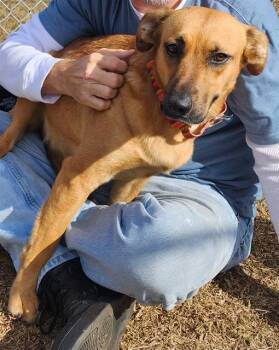 Labrador Retriever Dogs Available for Adoption in Brunswick, Georgia - SUKI | PetCurious