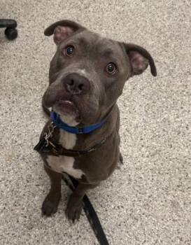 Griswold -  Pit Bull Terrier and Mixed Breed Dog for Adoption in Kansas City, Missouri - Griswold | PetCurious