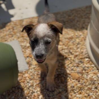 Australian Cattle Dog Blue Heeler and Mixed Breed Dogs Available for Adoption in Fredericksburg, Virginia - Wyle | PetCurious