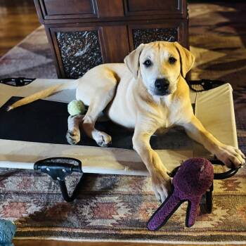 Rescue Mixed Breed Dogs for Adoption in Houston, Texas - Ritz | PetCurious