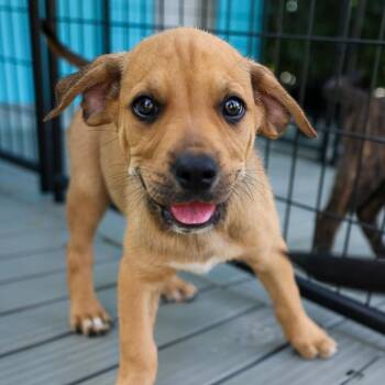Mixed Breed Dogs Available for Adoption in Bradenton, Florida - Miss Mocha | PetCurious