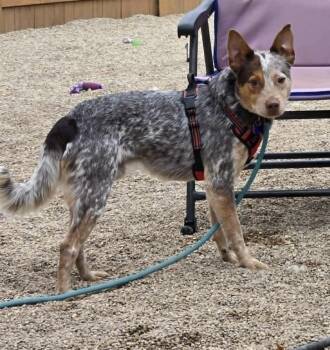 Rescue Australian Cattle Dog Blue Heeler Dogs for Adoption in Waunakee, Wisconsin - Gauge | PetCurious