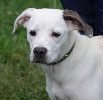 Chanelle -  Terrier Dog for Adoption in Millfield, Ohio - Chanelle | PetCurious