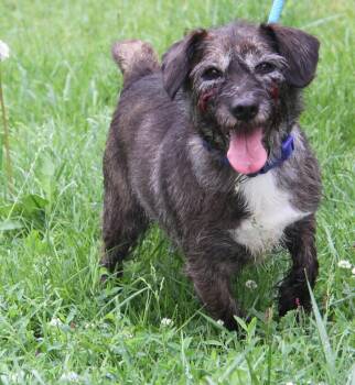 Crusty (Outdoor Photos May 26 2026) -  Terrier Dog Available for Adoption in Marietta, Ohio - Crusty (Outdoor Photos May 26 2026) | PetCurious