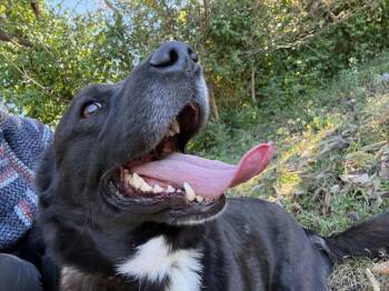 Mochi -  Basset Hound and Labrador Retriever Dog for Adoption in Aurora, Indiana - Mochi | PetCurious
