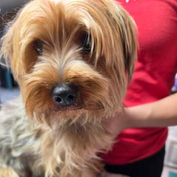 Olive Oyl -  Mixed Breed Dog for Adoption in Leander, Texas - Olive Oyl | PetCurious