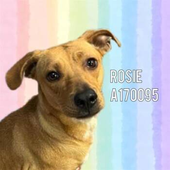 ROSIE -  Labrador Retriever and Mixed Breed Dog for Adoption in Tulsa, Oklahoma - ROSIE | PetCurious