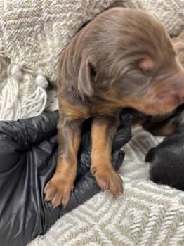 Rescue Doberman Pinscher and Mixed Breed Dogs for Adoption in El Paso, Texas - Pup1 | PetCurious