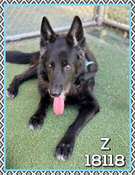 German Shepherd Dog Dogs Available for Adoption in Marietta, Georgia - Z | PetCurious
