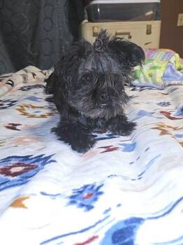 Tiki -  Mixed Breed Dog for Adoption in Waunakee, Wisconsin - Tiki | PetCurious