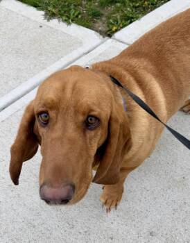 Basset Hound Dogs Available for Adoption in Brookville, Ohio - Harley | PetCurious
