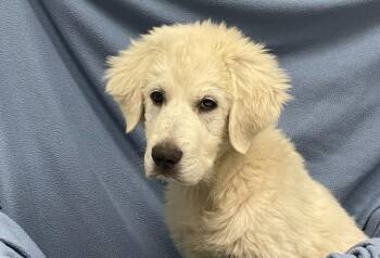 Great Pyrenees Dogs Available for Adoption in Decorah, Iowa - Estrada | PetCurious