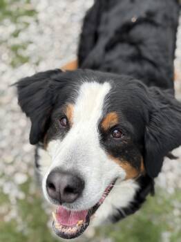 Chelsea -  Bernese Mountain Dog Dog for Adoption in Cannington, Ontario - Chelsea | PetCurious